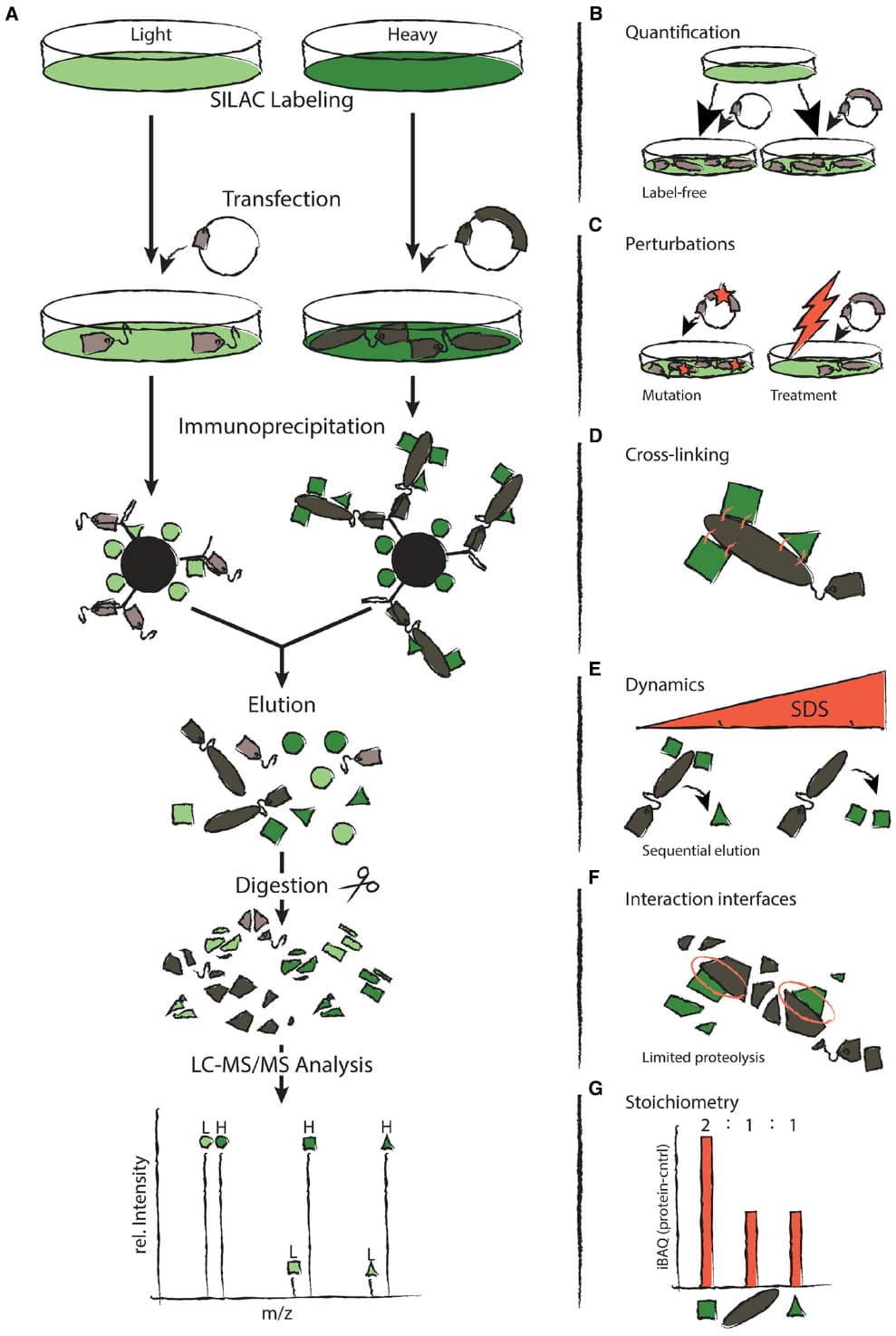 Approaches to q-AP-MS experiments. (A) The left hand side depicts the typical workflow of a SILAC-based q-AP-MS experiment. Differentially SILAC-labeled cells are transfected with a tagged protein of interest or a control vector containing only the tag, respectively. Proteins are immunoprecipitated with antibodies directed against the tag. Samples are mixed prior to elution. Eluted proteins are cleaved into peptides and analyzed by Liquid-Chromatography Mass Spectrometry (LC-MS). (B–G) The right hand side depicts how q-AP-MS can be employed to study different aspects of PPIs. (B) Label-free quantification provides an alternative to SILAC. (C) Immunoprecipitation can compare changes in PPIs upon perturbation. (D) Transient interactions and complex structure can be studied by cross-linking. (E) Submodule composition and PPI dynamics can be revealed by sequential elution with increasing concentrations of SDS. (F) Limited proteolysis provides a means to detect interaction interfaces. (G) The stoichiometry of complexes can be revealed by comparing abundances of the different subunits.