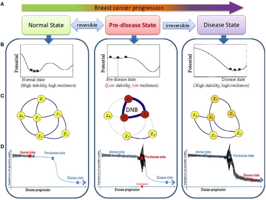 The outline for identifying the transition state by DNB based on time-course data. (A) The progression of breast cancer cells can be divided into three states, i.e., the before-transition state, the pre-transition state, and the after-transition state. (B) A system at the before-transition state or the after-transition state is stable with high resilience, while it is unstable with low resilience when it is at the pre-transition state. (C) In the pre-transition state, large fluctuations of the DNB members are correlated strongly. This critical phenomenon do not appear at the before-transition and the after-transition states. (D) The DNB members show large fluctuations in their expressions at the pre-transition state, compared with smaller fluctuations of the expressions at the before-transition and the after-transition states.