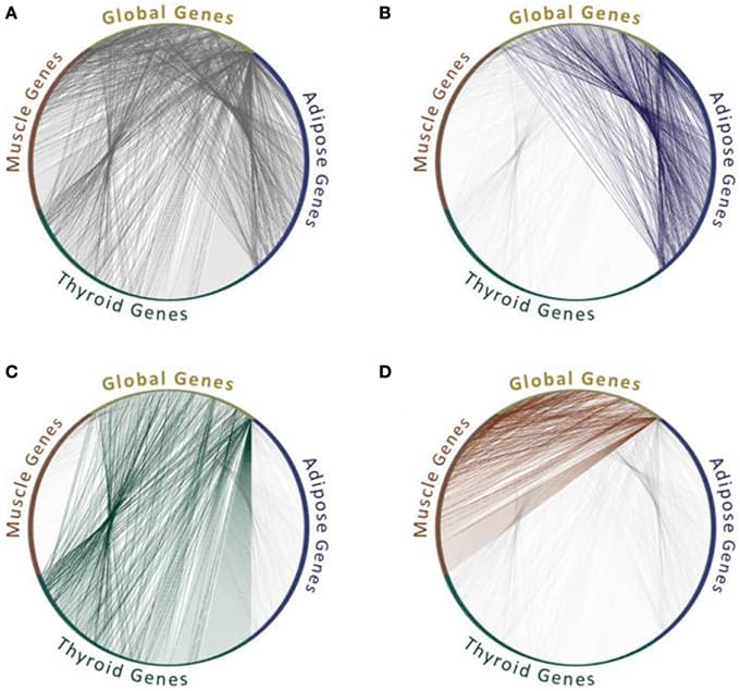 Feasible protein interactions change between tissues. All protein interactions (A) and feasible protein interactions that connect “global genes,” which are expressed in all three tissues, with tissue-specific genes that are expressed in one tissue out of adipose (B), or thyroid (C), or muscle (D). Data of the genes expressed per tissue were extracted from GTEx Portal (Mele et al., 2015) and limited to genes with 50 counts and above. Data of protein interactions were extracted using MyProteinNet (Basha et al., 2015) from BioGrid (Chatr-Aryamontri et al., 2015), DIP (Xenarios et al., 2002), IntAct (Kerrien et al., 2012), and MINT (Licata et al., 2012) databases. Only global genes that have tissue-specific interactions in each of the three tissues are shown.