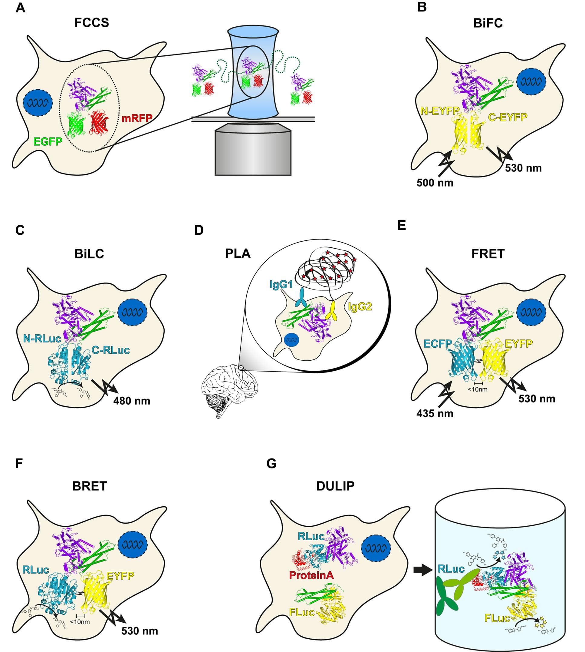 Overview of genetic protein–protein interaction (PPI) methods. (A) In Fluorescence cross-correlation spectroscopy (FCCS) measurements, co-migration of two fluorescently labeled molecules through a focal volume is quantified. (B) bimolecular fluorescence complementation (BiFC) utilizes two non-fluorescent fragments of EGFP or a variant. Upon interaction of the two labeled proteins, the fragments can reassociate, resulting in fluorescence. (C) The principle of bimolecular luminescence complementation (BiLC) is similar to BiFC but is based on two fragments of a luciferase. In contrast to BiFC, the reassociation is reversible. (D) Close proximity of two DNA oligomer-labeled antibodies allows circularization of two additional oligomers after hybridization. The product is amplified in a rolling circle reaction and subsequently detected with fluorescently labeled probes. (E) During Förster resonance energy transfer (FRET), energy is transferred non-radiatively from an excited donor molecule to an acceptor molecule. In case the acceptor is also a fluorophore, the transmitted energy is emitted at a longer wavelength (the so called sensitized emission). (F) bioluminescence resonance energy transfer (BRET) is similar to FRET with the difference that a luciferase serves as a donor molecule. (G) In dual luminescence-based co-immunoprecipitation (DULIP) assays, two proteins of interest are fused to firefly or Renilla luciferase, respectively. An additional PA-tag allows precipitation of the bait protein from the lysate. If an interaction occurs, co-precipitation of the prey protein is indicated by luminescence arising from the firefly luciferase.