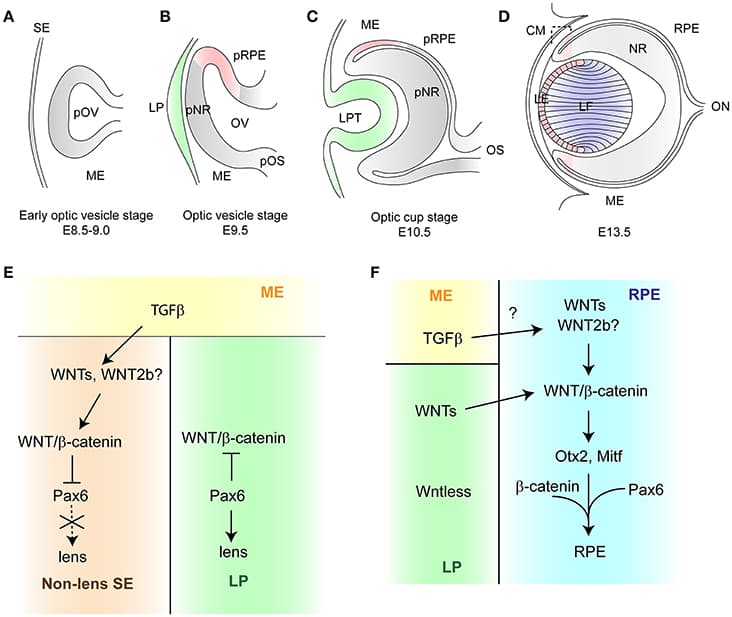Schematic diagram of vertebrate eye development (A). The early optic vesicle stage (E8.5–9.0). The presumptive optic vesicle envaginates toward the head surface ectoderm through the mesenchyme. (B) The optic vesicle stage (E9.5). As the optic vesicle comes into contact with the head surface ectoderm, it becomes partitioned into three domains: a dorsal, a distal and a proximal domain, which give rise to the retinal pigment epithelium, the neural retina and the optic stalk, respectively. The head surface ectoderm thickens to form the lens placode. (C) The optic cup stage (E10.5). The optic vesicle invaginates in coordination with the lens placode to form the optic cup and the lens pit. (D) The closure of the lens vesicle (E13.5). The cells located at the posterior lens vesicle elongate anteriorly to fill the cavity and differentiate as primary lens fiber cells. The cells in the anterior part of lens vesicle give rise to lens epithelial cells which migrate posteriorly to the equator and differentiate as secondary lens fiber cells. Pink color represents the region where the activity of WNT/β-catenin signaling is active, green shows the source of WNTs, blue indicates the region where WNT/PCP signaling is active. (E, F) Schematic representation of WNT/β-catenin signaling in the early lens development and in the RPE development, respectively. E. The periocular mesenchyme secretes TGFβ, which signals to the non-lens surface ectoderm. WNT2b is induced by TGFβ and activates WNT/β-catenin signaling in order to suppress the lens fate by repressing expression of Pax6. In the lens placode, WNT/β-catenin is inhibited by Pax6 which initiates lens development. (F) The surface ectoderm secretes WNTs which activate WNT/β-catenin signaling in the RPE. This signaling induces expression of Otx2 and Mitf which in cooperation with Pax6 control the RPE developments.