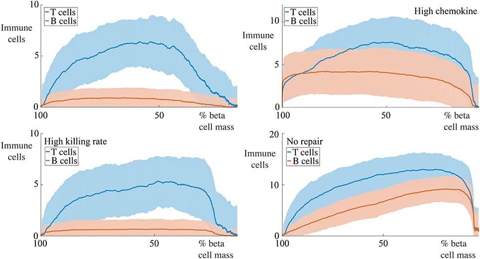 Profiles of immune cell invasion dependent on the remaining beta cell mass in cases with 30 cells. Each graph shows the mean ± SEM for 100 simulations. We report the number of T and B cells in the same conditions as displayed in Figure 9.