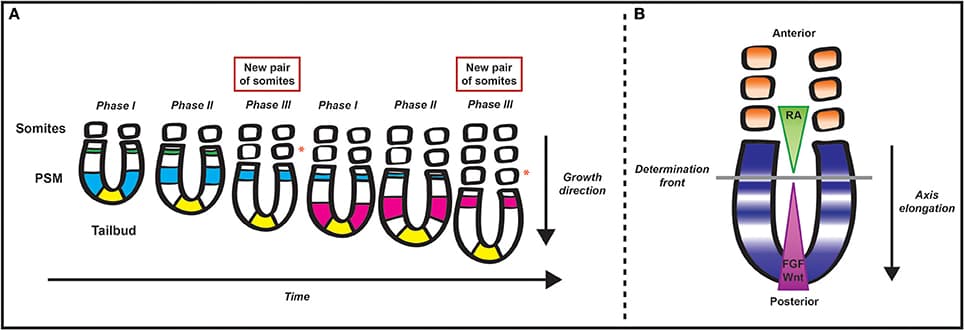 Schematic representation of somitogenesis and the segmentation clock. (A) Pairs of somites bud off from the rostral end of the presomitic mesoderm (PSM) progressively during early development. The tail bud, a site of gastrulation that lies at the posterior end of the embryo, continuously “replenishes” the posterior end of the PSM with progenitor cells. The periodicity of segmentation is regulated by a molecular oscillator that drives cyclic gene expression from the posterior to the anterior tip of the PSM. The different colors represent domains of clock gene expression in different cycles. As time progresses in each cycle, the domain of clock gene expression shifts anteriorly while narrowing until it reaches the anterior limit of the PSM. The periodicity of this cyclic gene expression matches that of somite formation. An orange asterisk lies adjacent to each of the new pairs of somites formed in the time series—the first pair is formed after the blue wave of clock gene expression traverses the PSM and the second pair is formed after the pink wave of clock genes expression traverses the PSM from the tail bud to the anterior limit of the tissue. (B) Two mutually opposing gradients of retinoic acid (RA) and FGF/Wnt regulate the maturation wavefront within the paraxial mesoderm. Due to somite formation anteriorly and gastrulation at the caudal end of the PSM, cells within the PSM become progressively more anteriorly displaced, and, as a result, they are exposed to progressively lower levels of FGF/Wnt. There is a position within the PSM, termed the determination front, where cells are released from the effect of FGF and can respond to the segmentation clock and RA, embarking on their segmentation programme.