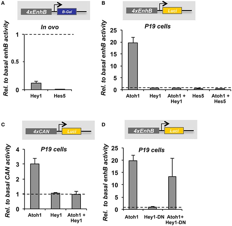The regulation of the 3′Atoh1 enhancer by Hey1 and Hes5 is recapitulated by the CAN region. (A) Quantification of EnhB activity in the presence of Hey1 or Hes5 in E2+1 otic vesicles. Hey1 and Hes5 factors were able to prevent the basal activity of 4 × EnhB (n = 3). (B) In P19, Atoh1 was able to activate 4 × EnhB and the autoactivation was suppressed by either Hey1 or Hes5 (n = 3). (C) The CAN multimer was activated by Atoh1, but Hey1 was not able to repress the basal reporter activity. However, it prevented Atoh1 autoactivation (n = 3). (D) Hey1 requires its DNA binding domain to repress the CAN region. Quantification of 4 × EnhB activity with Atoh1 and Hey1-DN (Hey1 dominant negative) in P19 cells. Data displayed as Mean + S.E.M.