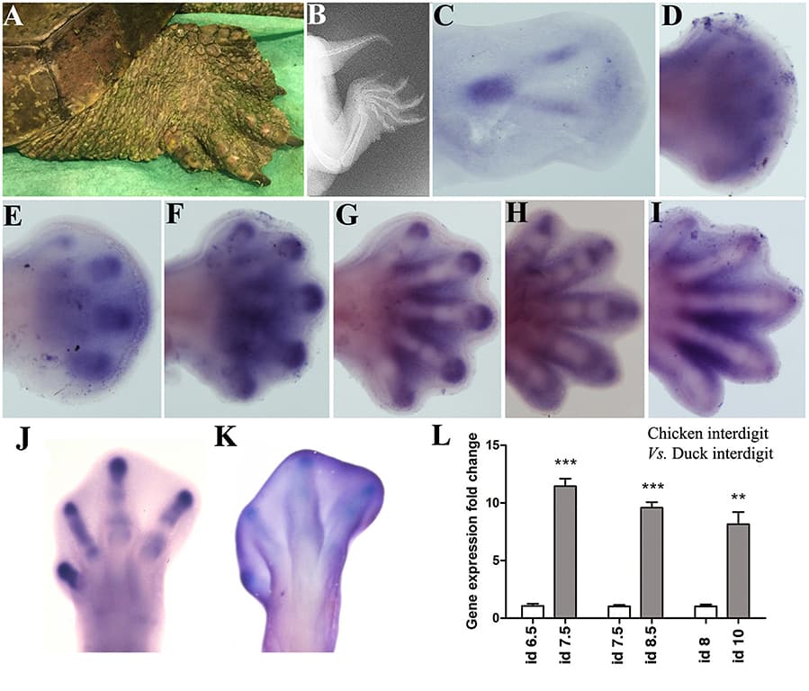 Sox9 expression during limb development in the turtle (Mauremys Leprosa). Stages were established according to the developmental series of Yntema (1968). (A,B) adult limb in a live picture (A) and a radiographic image (B) to illustrate the presence of interdigital membranes in this species. (C–I) Sox9 expression at stages Y14 (C), Y15 (D), Y16 (E), Y17 (F), Y18 (G), Y19 (H), and Y20 (I). (J–L) Comparative analysis of Sox9 expression in chick and duck interdigits. (J,K) Sox9 expression in the chicken and duck autopod at day 6.5 and 8 of incubation respectively. (L) QPCR comparison of Sox9 expression level in the developing third interdigit of the leg bud of chicken (white bars) and duck (gray bars) embryos at equivalent developmental stages. Each value represents the mean of three samples of 12 interdigits and statistical significance was set at P < 0.05. Incubation days (id) from left to right: chicken id 6.5 vs. duck id 7.5; chicken id 7.5 vs. duck 8.5; and chicken id 8 vs. duck id 10. Q-PCR specific primers were designed searching for identical homologous sequences in the duck and chicken for Sox9 and GAPDH genes. **p ≤ 0.01; ***p ≤ 0.001.