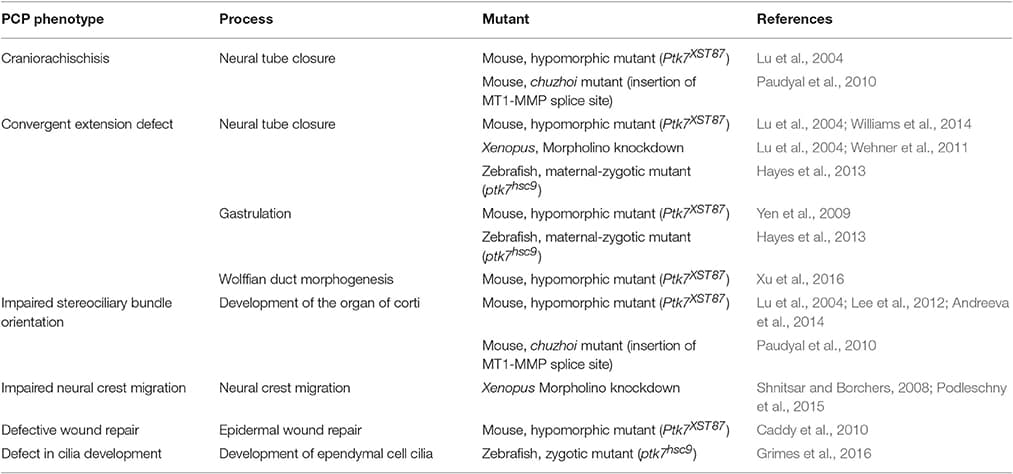 PCP phenotypes upon PTK7 loss of function in vertebrates.