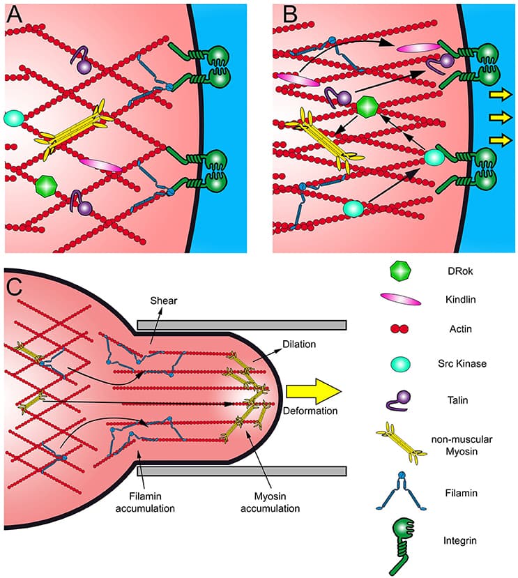 (A,B) Scheme of canonical cell response to mechanical stimuli. Mechanical stress results in Integrin activation and the recruitment of Kindlin and Talin, rearranging the actin network. The recruitment of Src kinase activates several pathways in response to the stress, like the Rho-ROCK pathway. (C) Scheme of a cell aspirated by micropipette and the redistribution of Myosin II and Filamin. These proteins accumulate as an immediate response to different types of mechanical stimuli. Filamins accumulate in response to shear stress and Myosin II in response to dilation stress.
