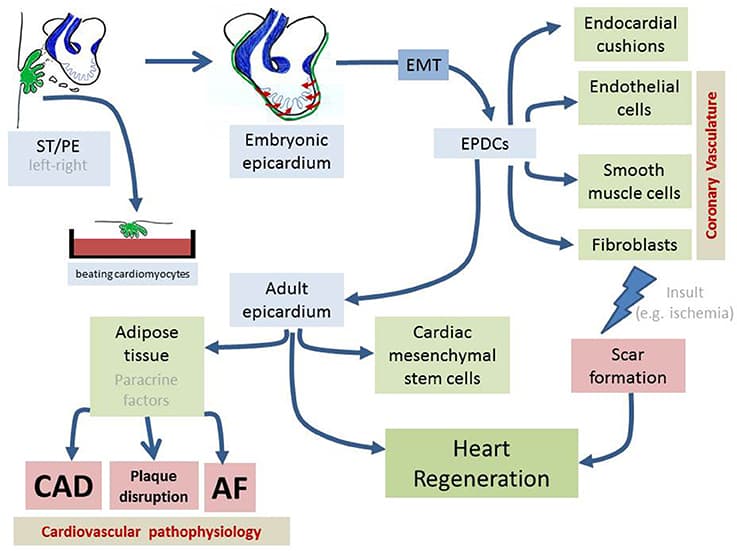 Schematic representation of the distinct developmental stages of the proepicardium (PE)/septum transversum (ST) formation as well as on the distinct lineage contribution of the embryonic and adult epicardium.