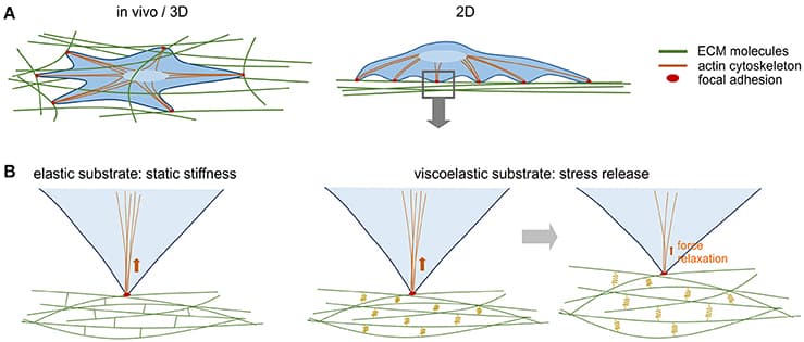 Mechanical interactions between cells and ECM. (A) In vivo, cells interact with their tissue-specific ECM mainly via focal adhesions that are linked to the actin cytoskeleton inside the cell. Via focal adhesions cells exert mechanical force to the ECM and are able to deform it and thereby measure its stiffness. In 2D in vitro culture, cells contact their substrate via focal adhesions on the basal side. (B) Standard synthetic elastic matrices where fibrillary proteins are covalently cross linked have a static stiffness profile, i.e., they deform as the cells apply force, but do not dissipate the force. The ECM in living tissues is viscoelastic and undergoes stress relaxation. Synthetic viscoelastic substrates, in which ionic crosslinking allows a certain degree of flexibility (here symbolized by springs) dissipate energy through the substrate so that the cell can gradually re-shape its ECM environment, leading to a decrease in the substrates elastic modulus over time.