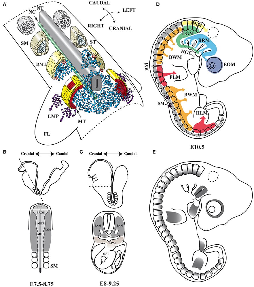 Embryonic myogenesis (A) Schematic representation of somite maturation. Somites mature following an anterior to posterior developmental gradient (Modified from Gray's Anatomy. The Anatomical Basis of Clinical Practice, 40th Edition Standring, 2008): myogenic precursor cells arise from the epaxial and hypaxial lips of the dermomyotome after archive epithelial-mesenchymal transition (EMT) and migrate toward the limbs to form dorsal and ventral muscle masses where they begin to differentiate. (B,C) Head frontal and transverse planes of a mouse embryo between stages of development E7.5–8.75 and E8–9.25 in mouse. At an open neural plate stage, head mesoderm in a frontal plane includes the prechordal mesoderm and the paraxial mesoderm. When the neural tube closes dorsally and the endoderm ventrally, the prechordal mesoderm is integrated within the remaining paraxial mesoderm, which is located anterior to the somites. Dashed line illustrates the cutting plane. (D) Origins of skeletal muscles: Myogenic precursors arise from different paraxial mesoderm compartments. (E) Pitx2 expression domains at the E10.5 stage of development in mouse. NT, neural tube; NC, notochord; SM, somites; DMT, dermomyotome; ST, sclerotome; MT, myotome; LMP, limb muscle precursors; FL, forelimb; PAM, head paraxial mesoderm; PCM, prechordal mesoderm; PROS, prosencephalon; MES, mesencephalon; MET, metencephalon; SPM, splanchnic mesoderm; OFT, outflow tract of heart; HT, heart tube; EOM, extra-ocular muscles; BRM, branchial muscles; LGM, laryngoglossal muscles; HGC, hypoglossal cord; ANM, axial neck muscles; BM, back muscles; BWM, body wall muscles; FLM, forelimbs muscles; HLM, hind limbs muscles.