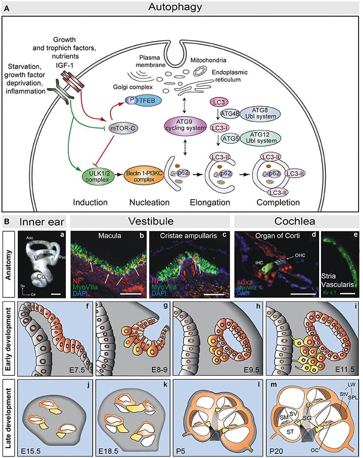 (A) Schematic view of the molecular steps of macroautophagy. Growth factors and nutrient-rich conditions activate mTORC1, a negative regulator of the ULK1/2 complex and TEFB. In turn, growth factor deprivation, inflammation, or nutrient starvation, activate the ULK1/2 complex, which phosphorylates and activates the PI3K complex III (PI3KC). The ATG9 cycling system provides membranes to form the autophagosome from different donor sources. Autophagosome formation also requires the action of two ubiquitin-like (Ubl) systems, ATG8-Ubl and ATG12-Ubl, required for the elongation and completion of the autophagosome. LC3 is converted into the cytosolic form, LC3-I, by cleavage of ATG4B, and into the membrane associated form, LC3-II, by conjugation with phosphoethanolamine via ATG5 (and the remaining components of the ATG12-Ubl system). SQSTM1/p62 (p62) binds to ubiquitinated proteins and carries them to the autophagosome (adapted from de Iriarte Rodríguez et al., 2015). (B) Anatomy of the adult mouse inner ear. (a) Lateral view showing a mammalian inner ear. (b,c) Detail of the vestibular macula (b) and cristae ampullaris (c), where sensory hair cells are labeled for myosin VIIa (green) and neurofilament (red). (d) Detail of the organ of Corti showing myosin VIIa positive hair cells (green) and SOX2 positive supporting cells (red). (e) The stria vascularis is visualized by labeling for Kir4.1 (green). Development of the mouse inner ear. The inner ear develops from the otic placode (f, E7.5). The otic placode invaginates to form the otic cup (g, E8-9), which later pinches off to form the otic vesicle or otocyst (h,i). Neural precursors delaminate from the ventral otocyst epithelium to form the acoustic-vestibular ganglion (AVG: g–i). The cochlear duct evaginates from the ventromedial region of the otic vesicle, and it will be innervated by the acoustic portion of the AVG, also known as the spiral ganglion (SG: yellow, j–m). The cochlear duct elongates and grows to form a coiled tube, the membranous labyrinth, which includes the primordium of the scalas media, vestibularis, and tympanic (j–m). At the cochlear duct the prosensory patch will become the primitive organ of Corti. Scale bars: (a) 0.5 mm; (b–e) 50 μm. Co, cochlea; V, vestibule; Asc, Lsc and Psc, anterior, lateral and posterior semicircular canals; Do, dorsal; Cd, caudal; IHC, inner hair cells; OHC, outer hair cells; StV, stria vasculari; SpL, spiral ligament; SV, scala vestibule; SM, scala media; ST, scala tympani; LW, lateral wall; OC, Organ of Corti (adapted from Magariños et al., 2014).