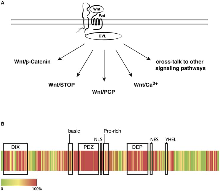Dishevelled in Wnt/Frizzled signaling. (A) DVL relays Wnt/Frizzled signals to multiple signaling pathways to regulate cellular functions including mitosis, transcription, polarity, and migration. (B) Heatmap representation of the conservation of all three DVL proteins in human, rat, mouse, and frog. Sequence alignments were calculated using Clustal Omega with the following input sequences: Homo sapiens DVL1: O14640, DVL2: O14641, DVL3: Q92997, Rattus norvegicus DVL1: Q9WVB9, DVL2: D3ZB71, DVL3: D4ADV8, Mus musculus DVL1: P51141, DVL2: Q60838, DVL3: Q61062, Xenopus laevis DVL2: P51142, DVL3: Q6DKE2 (Uniprot Accession numbers), Xenopus laevis DVL1: NCBI XP_018081523. Red indicates 100% identity and Green indicates no identity of amino acids at the respective position. Conservation scores were calculated according to Livingstone and Barton (1993). Functional domains or motifs are indicated by correspondingly labeled boxes; for details and references see text.