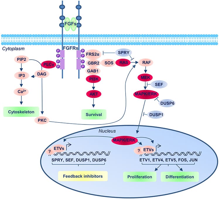 FGF signaling pathway. The FGFRs consist of three extracellular immunoglobulin-type domains (D1–D3; blue balls in the receptor), a single-span trans-membrane domain and an intracellular split domain. FGFs interact with the D2 and D3 domains, and promote upon binding receptor dimerization and tyrosine kinase autophosphorylation of the FGFRs that results in the recruitment and assembly of signaling complexes. The main three downstream FGF/FGFR signaling complexes operating in the context of neural development are represented (the red balloons indicate the main components of the pathway): the Ras/MEK/MAPK/ERK; the PI3K/AKT and the PLCγ pathways. The blue balloons indicate the repressor regulators of the pathways.