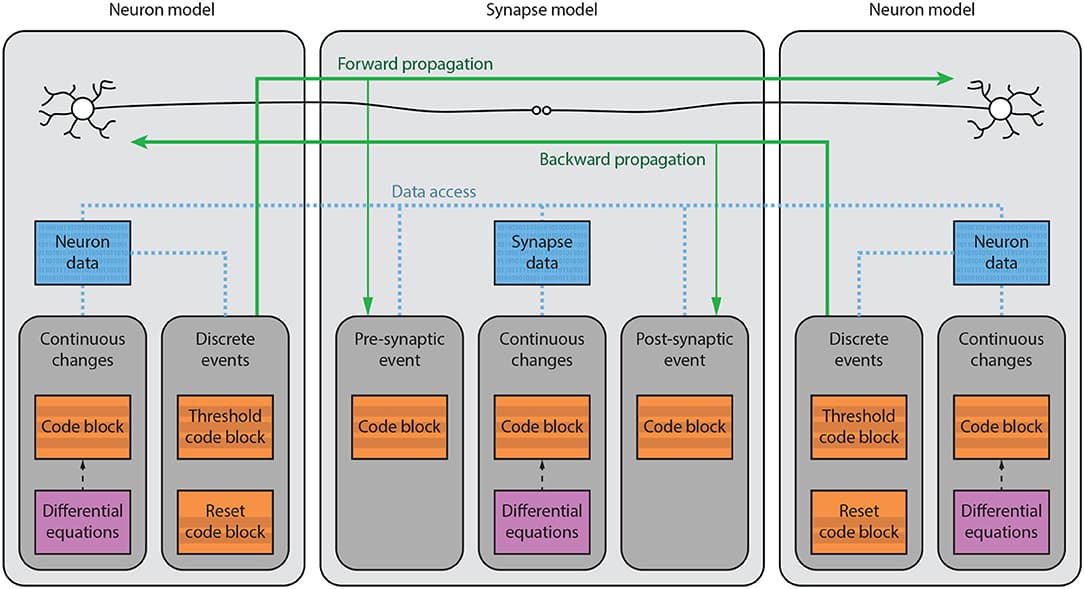 Brian model structure. Brian users define models by specifying equations governing a single neuron or synapse. Simulations consist of an ordered sequence of operations (code blocks) acting on neuronal or synaptic data. A neuronal code block can only modify its own data, whereas a synaptic code block can also modify data from its pre- or post-synaptic neurons. Neurons have three code blocks: one for its continuous evolution (numerical integration), one for checking threshold conditions and emitting spike events, and one for post-spike reset in response to those events. Synapses have three code blocks: two event-based blocks for responding to pre- or postsynaptic spikes (corresponding to forward or backward propagation), and one continuous evolution block. Code blocks can be provided directly, or can be generated from pseudo-code or differential equations.