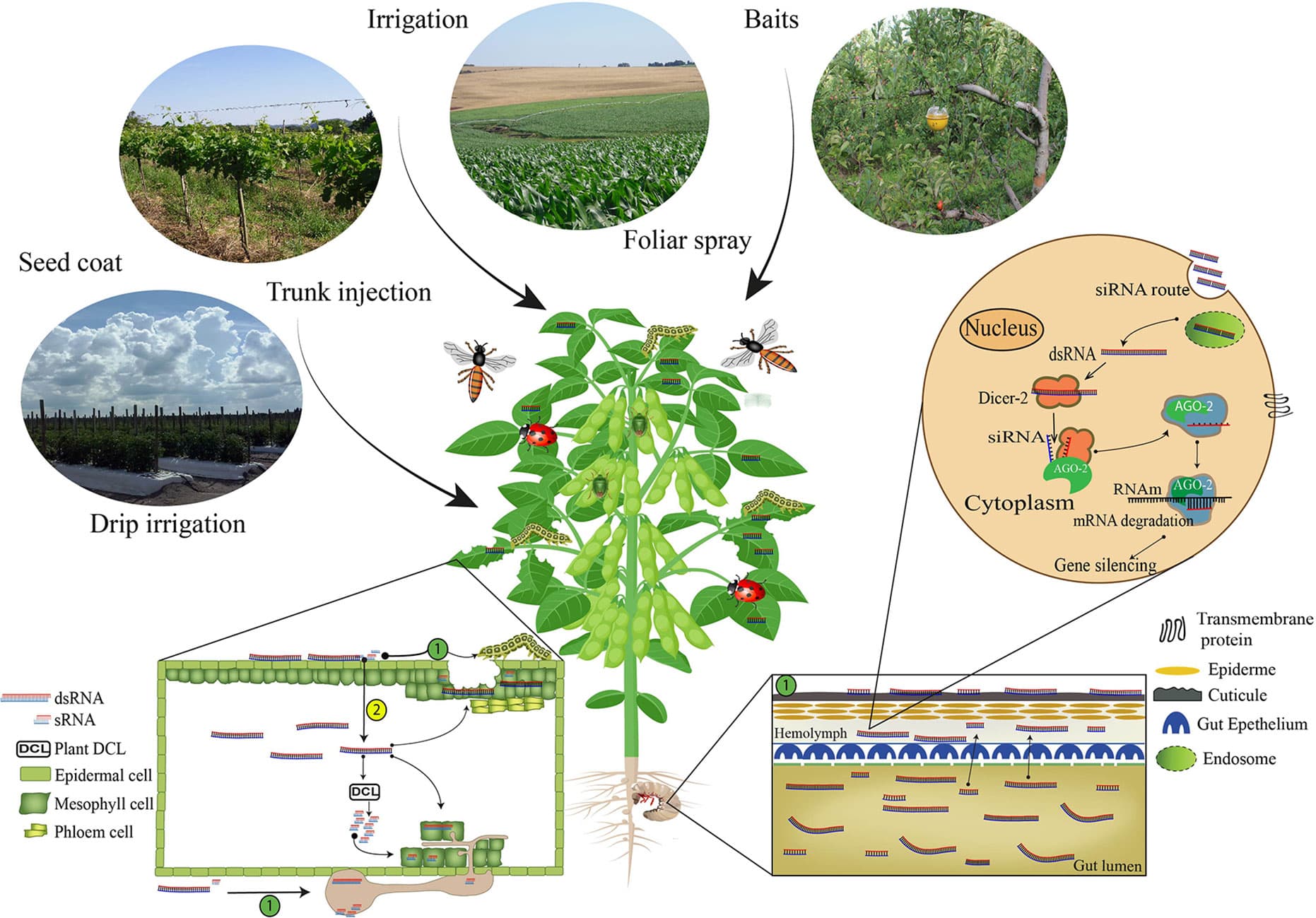 The first step to achieve successful RNAi-based gene silencing results via non-transformative approaches is the selection of the RNAs (dsRNA or siRNA) delivery strategy: Foliar spray, trunk injection, irrigation, drip irrigation, seed coat, baits, and powder or granules for soil applications. Once the RNAs are delivered, the insects and pathogens need to internalize the RNAs molecules, and this process can occur (1) directly or (2) indirectly. The direct uptake occurs when the organisms get in contact with the RNAs molecules during application or feed on tissues containing the RNA molecules on the surface. However, when the RNA molecules are absorbed, translocated in the plant vascular system and taken up by the organism (Koch et al., 2016), the process is classified as indirect uptake (Cagliari et al., 2018). Inside the organism system, the cell uptake of dsRNA can be mediated by transmembrane channel proteins such as sid-1 (Feinberg and Hunter, 2003; Aronstein et al., 2006; Kobayashi et al., 2012) or endocytosis (Saleh et al., 2006; Ulvila et al., 2006; Cappelle et al., 2016; Pinheiro et al., 2018; Vélez and Fishilevich, 2018). The RNAi-based gene silencing depends on the release at cellular levels of dsRNA or siRNA molecules (Carthew, 2009; Zotti and Smagghe, 2015). When dsRNAs are unloaded in the cytoplasm, these molecules are processed into siRNA fragments by an enzyme called Dicer 2 (DCR-2) (Meister and Tuschl, 2004; Tomari et al., 2007). The siRNA fragments are then incorporated into the RISC complex (RNA-induced Silencing Complex), which contains the Argonaute 2 (AGO-2) protein (Matranga et al., 2005; Miyoshi et al., 2005; Ketting, 2011), and, in a sequence-specific manner, bind to a complementary messenger RNA (mRNA), cleave it, prevent protein formation (Agrawal et al., 2003; Huvenne and Smagghe, 2010), and thus affect target organism survival.