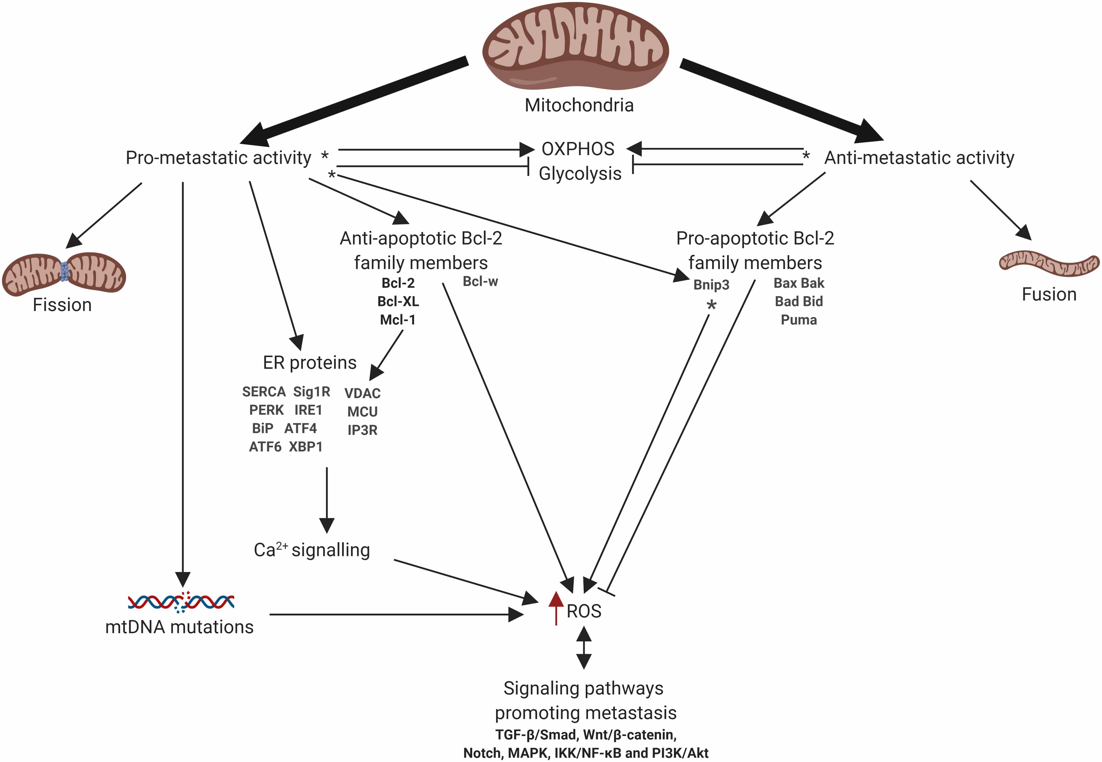 Schematic representation of mitochondrial involvement in metastasis. Arrows or blunt ends indicate activation or inhibition, respectively. Red arrow indicates increased level. ∗ - function depends on the tumor type. OXPHOS, oxidative phosphorylation; ER, endoplasmic reticulum; ROS, reactive oxygen species. For details, see text. Figure is created using BioRender.