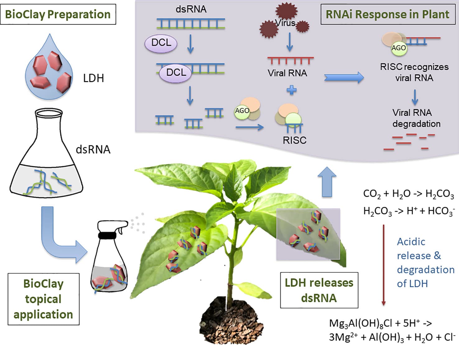 BioClay is a complex of double-stranded RNA (dsRNA) and layered double hydroxide (LDH). BioClay is prepared by mixing dsRNA and LDH in solution and is applied as a foliar spray. Moisture and carbon dioxide combine to allow acid release of the dsRNA, with LDH degrading to its constituents. The dsRNA can subsequently be taken up by the plant and prime its RNA machinery to degrade homologous viral RNAs. Due to the stabilization and slow release of dsRNA, resistance to the target virus relative to naked dsRNA can be extended from days to weeks.