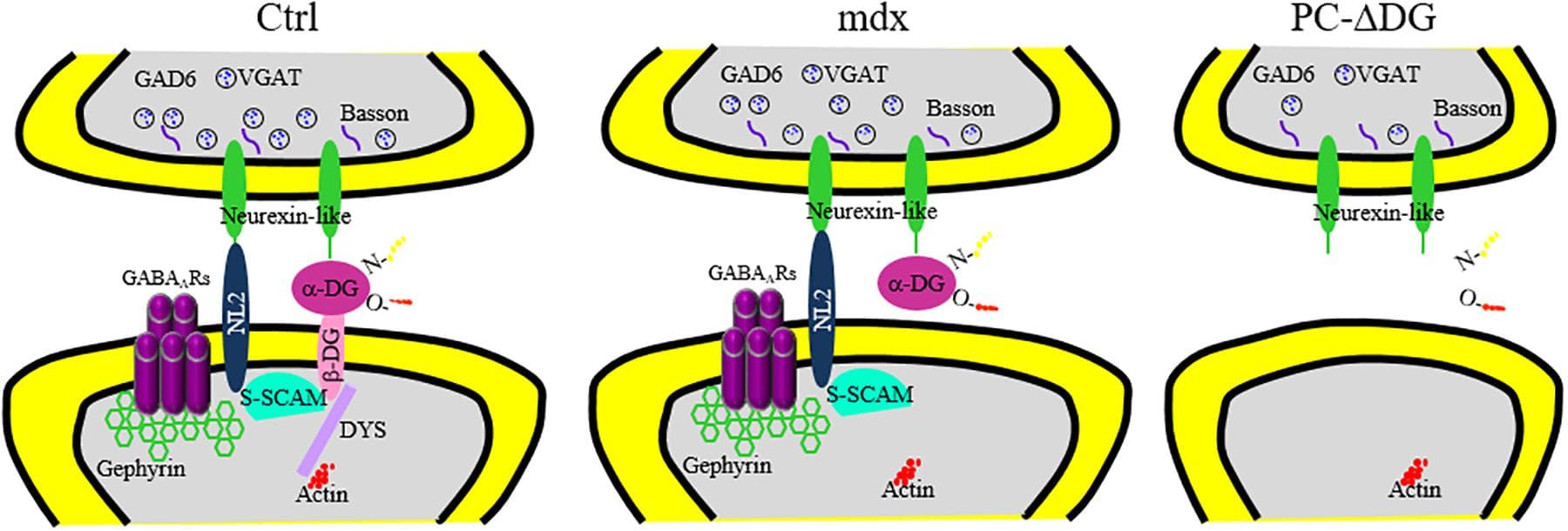 Reorganization of major pre-and post-synaptic proteins after ablation of dystroglycan from PCs. Summary of the distribution of essential GABAergic synaptic components in PCs of control (Ctrl, left panel), mdx (middle panel) and PC-ΔDG mice (right panel). Briefly, α- and β-dystroglycan (DG) bridge presynaptic neurexin (NRX) or NRX-like proteins with post-synaptic structural proteins, such as dystrophin (DYS) and S-SCAM. In turn, S-SCAM establishes a link between neuroligin 2 (NL2) and β-DG. Note that both NL2 and α-DG are capable of interacting with presynaptic NRX or NRX-like proteins. GABAA receptors are stabilized by a submembranous lattice of gephyrin by direct interaction. In mdx mice, the absence of dystrophin alters the synaptic localization of β-DG. However, α-DG and other post-synaptic proteins are largely unaffected. Ablation of DG in PC-ΔDG mice causes impaired clustering of post-synaptic proteins and GABAergic synaptic instability.