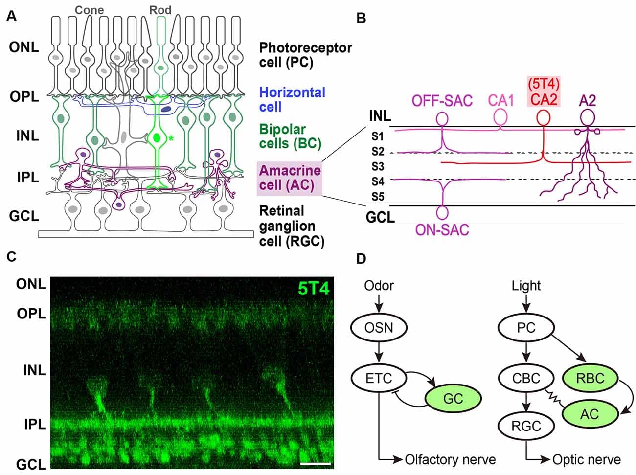 Expression of 5T4 in rod bipolar cells (RBCs) and a subtype of amacrine cells (ACs) in the retina. (A) Mammalian retina is composed of a distinct laminar structure. Photoreceptor (rod and cone) cells, interneurons such as horizontal cells, BCs, and ACs; and retinal ganglion cells (RGCs) are drawn schematically. Photoreceptor cells (PCs) form synapses with horizontal cells and BCs at the outer plexiform layer (OPL); BCs and ACs form synapses with each other as well as with RGCs at the inner plexiform layer (IPL). Remarkably, recent single-cell transcriptomics revealed that 5T4 belongs to one of 15 mouse BC clusters (Shekhar et al., 2016) that contains rod BCs (shown as an asterisk), whose processes extend to RGCs in the lower half of the IPL near the ganglion cell layer (GCL; shown in panel C), consistent with the previous observations (Imamura et al., 2006; Wakeham et al., 2019, 2020). Axons of RGCs extend through the optic nerve to the brain. ONL, outer nuclear layer; INL, inner nuclear layer. (B) Single-cell transcriptomics separated mouse ACs into 63 clusters. Based on the expression of established type-specific markers, several clusters are assigned to known AC types such as starburst ACs (SACs; C17 cluster) and AII (also A2; C3 cluster) ACs (Yan et al., 2020a). Importantly, 5T4 belongs to AC clusters, C25 and C31: glutamate decarboxylase 1 (Gad1) is highly expressed in C25 and C31; and tyrosine hydroxylase (Th) is highly expressed in C25. These results suggest that 5T4+ ACs are GABAergic and catecholaminergic (CAII or CA2) cells, whose dendrites branch at the sublamina (S3) between ON and OFF sublayers in the IPL (C), consistent with the previous observations (Imamura et al., 2006; Wakeham et al., 2019, 2020). Note that the IPL is divided into five sublaminae, S1–S5, with processes of each neuronal type confined to one or a few of them. Panels (A,B) are modified from Figure 1 in the article by Yan et al. (2020a), with permission of the journal for use. (C) Immunohistochemistry of the adult mouse retina with anti-5T4 antibody (kindly provided by Dr. Keisuke Yonehara at DANDRITE). Scale bar, 10 μm. (D) Schematic drawings of neuronal circuits in OB (left) and retina (right). Green color depicts 5T4-positive cells. (Left) Odor stimulation depolarizes OSNs, and connections from OSNs to ETCs produce excitatory outputs. Glutamatergic ETCs are reciprocally connected to GABAergic GCs and receive inhibitory feedback. ETCs extend their axons, forming the olfactory nerve, to the olfactory cortex. (Right) Light stimulation hyperpolarizes PCs, which connect to BCs, leading to the production of both ON-type and OFF-type signals. ON-type RGCs receive indirect excitation from rod BCs (RBC), via ACs and ON-type cone BCs (CBCs), and direct excitation from the terminals of ON-type CBCs via chemical synapses. RGC axons form the optic nerve, which projects to the visual cortex.