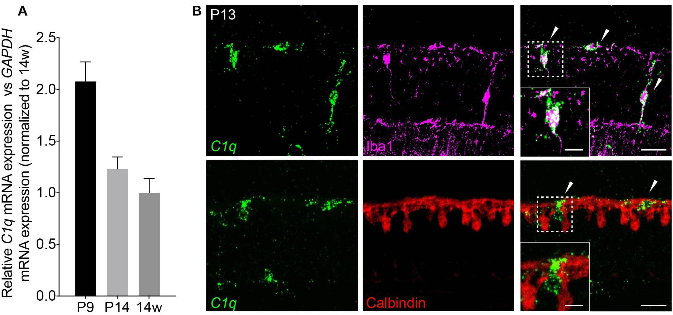 C1q is expressed in retina microglia during development. (A) qRT-PCR for C1q at P9, P14, and 14 weeks. Values represent the fold mRNA expression level relative to the levels detected in adult animals following normalization to GAPDH. (B) Representative fluorescent in situ hybridization images at P13 of C1q (green) co-stained with either Iba1 (magenta) or calbindin (red) to label microglia and horizontal cells, respectively. C1q colocalizes with microglia but not with horizontal cells in the outer retina at this time (arrowheads). Inset shows C1q expression in Iba1-positive microglia that is absent in calbindin-positive horizontal cells. Scale bars = 25 and 10 μm (inset).