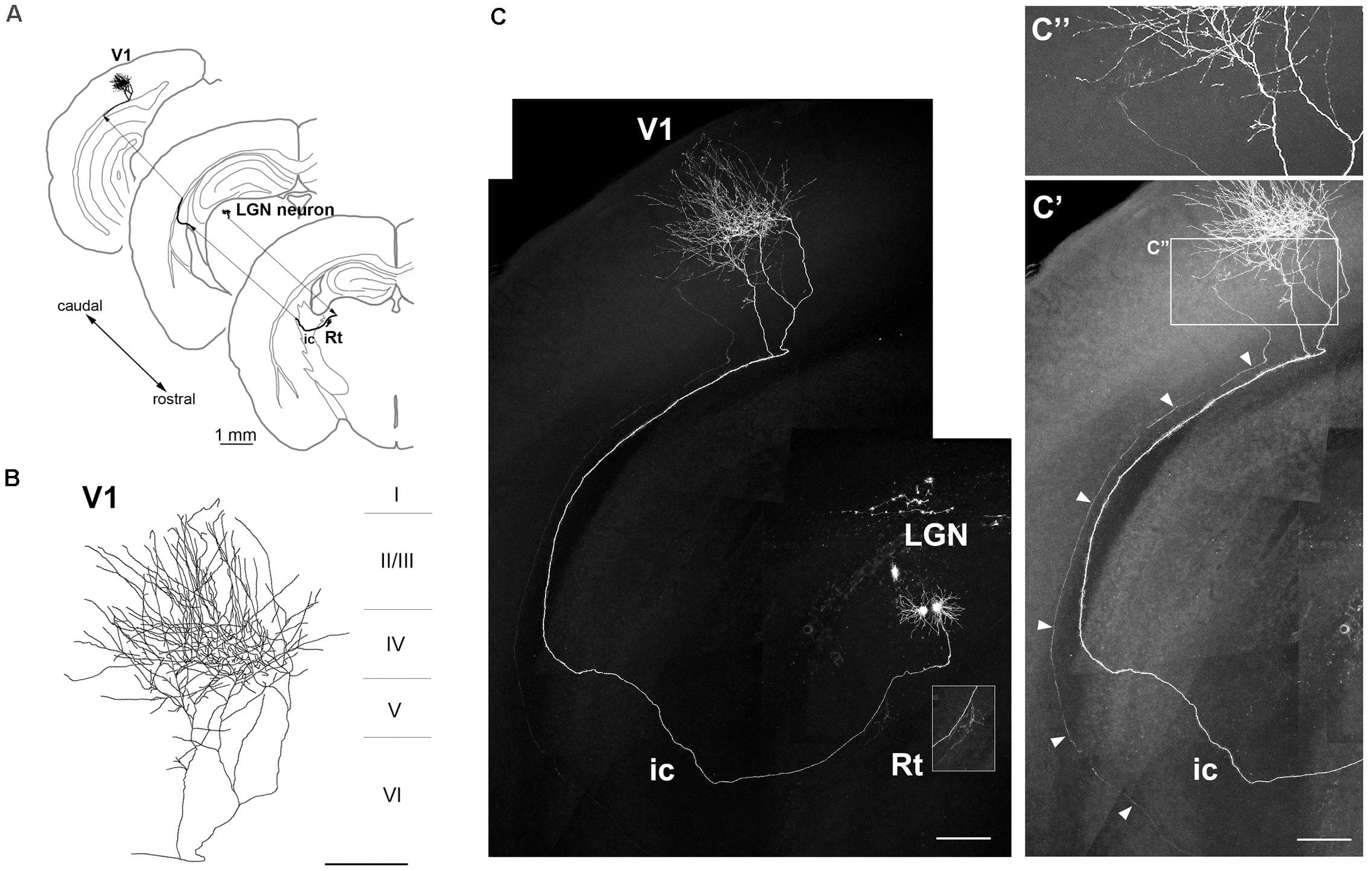 Axonal projection of an LGN neuron. (A–C) Axonal projection of an LGN neuron to V1 and thalamic Rt (inset in C). The neuron had a dense axonal arbor in layer IV (B). Another dim ascending axon (arrowheads) was observed from the internal capsule (ic) to V1 (C’, brightness adjustment view of panel C), but in patches in layer IV of V1 (C”, higher magnification view of areas indicated in panel C’). Scale bars, 1 mm for panel (A); 200 μm for panels (B,C,C’); 100 μm for panel (C”).