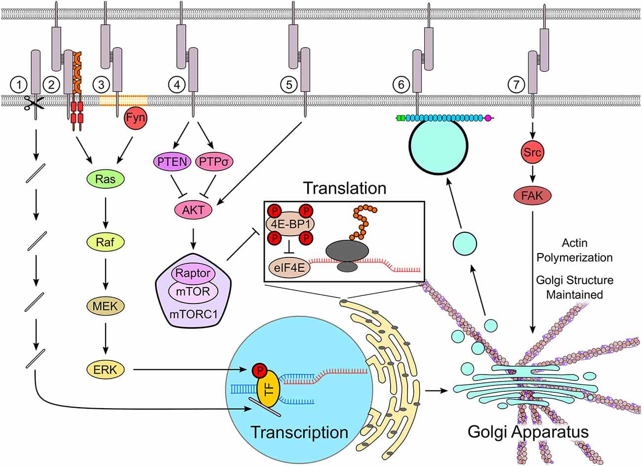 Cell adhesion molecules (CAMs) regulate protein synthesis machinery. CAMs such as neural cell adhesion molecule (NCAM), down syndrome cell adhesion molecule (DSCAM), DSCAM-Like-1 (DSCAML1), and L1 are cleaved by proteases, releasing fragments containing their intracellular domains, which are transported into the nucleus (1). In the nucleus, the CAM-derived fragments regulate the transcription of genes involved in neuronal differentiation and synapse formation by binding to transcription factors. Several CAMs, including NCAM, L1, and N-cadherin, activate the MAPK pathway, which results in the phosphorylation of transcription factors such as cyclic AMP response-element binding protein (CREB), thereby regulating transcription (2). NCAM activates the mitogen-activated protein kinase (MAPK) pathway by clustering and activating fibroblast growth factor receptor (FGFR) at the cell surface (2) and by activating an Src family kinase Fyn in lipid rafts (3). The mammalian target of rapamycin (mTOR) pathway, which controls the rate of translation, can be either activated or inhibited by CAMs. Homophilic binding of NB3 inhibits the mTOR pathway via PTPσ, whereas neuroligin-3 inhibits the mTOR pathway in cultured neurons and decreases the rate of protein translation by stabilizing the mTOR repressor PTEN (4). Adhesion molecule on glia (AMOG) increases cell size, when expressed in human glioma cells, and activates mTOR in these cells by promoting Akt phosphorylation independently of PI3K (5). The trafficking of newly synthesized proteins via TGN-derived organelles is regulated by NCAM, which binds to these organelles via spectrin, and traps them at contact sites between neurons, thus directing newly synthesized proteins to nascent synapses (6). The activation of Src kinase by CD44 stabilizes the structure of the Golgi apparatus by regulating the polymerization of the actin cytoskeleton (7). See the text for further details and references.