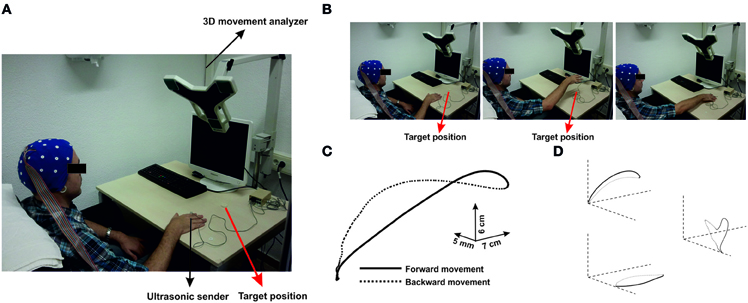 (A) Configuration of the experimental setup. Parcitipants sat in a confortable position in front of a table. An ultrasonic sender was located on the index finger of the active hand. A 3-D movement analyzer recorded the position of the sender during self-paced movements to the target position (red arrow). (B) Time-line of one representative trial. Each picture corresponds to different time points during movement (preparation, achievement of the maximum height and reaching the target). Movements were performed as multi-joint arm reaching through elbow-extensions. (C) Three-dimensional representation of the averaged time series of all movements performed by one representative participant. (D) Projections over the three planes are represented. Continuous black lines correspond to the forward movement, whereas black dashed lines correspond to the backward movement towards the initial position.