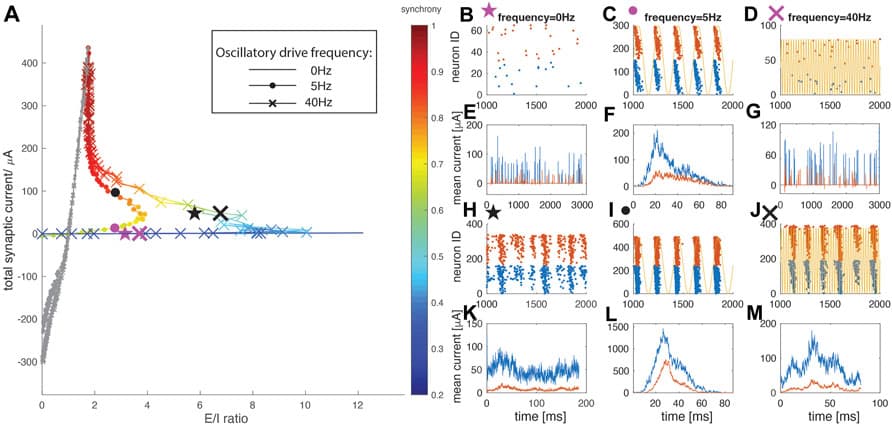 Network dynamics in the resonance regime (colored). (A) E/I ratio trajectories as wE is increased under no oscillatory drive (plain curve), oscillatory drive at neuron natural frequency of 5 Hz (dot marker), and oscillatory drive at 40 Hz (cross marker). The color indicates the network synchrony measure. (B–M) Representative raster plots and burst-triggered averaged current traces for the data points labeled on the curves in panel (A). Blue represents excitatory cells/currents, while red represents the inhibitory ones. Two representative data points are chosen for each driving condition, with a weaker wE = 0.08 mS/cm2 and a stronger wE = 0.24 mS/cm2 (B,E) No oscillatory driving with weaker wE (pink star marker) (C,F) Oscillatory driving at resonant 5 Hz frequency with weaker wE (pink dot marker) (D,G) Oscillatory driving at 40 Hz with weaker wE (pink cross marker) (H,K) No oscillatory driving with stronger wE (black star marker) (I,L) Oscillatory driving at 5 Hz with stronger wE (black dot marker) (J,M) Oscillatory driving at 40 Hz with stronger wE (black cross marker). Note that (E) and (G) are direct (i.e. not burst triggered) plots of the excitatory/inhibitory currents as there is no bursting activity. Yellow curves in (C), (D), (I) and (J) represent the external oscillatory driving current at 5 Hz in (C) and (I), and at 40 Hz in (D) and (J).