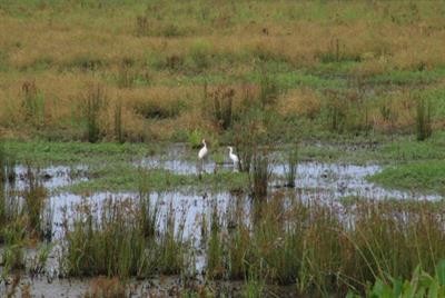 Cover image for research topic "Sustainable Management of Wetlands Under Evolving Climate Change"