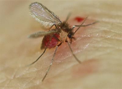 Cover image for research topic "Sand Flies and their Interactions with Leishmania and Other Pathogens"