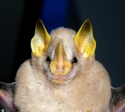 Cover image for research topic "Human Impacts on Bats in Tropical Ecosystems: Sustainable Actions and Alternatives"