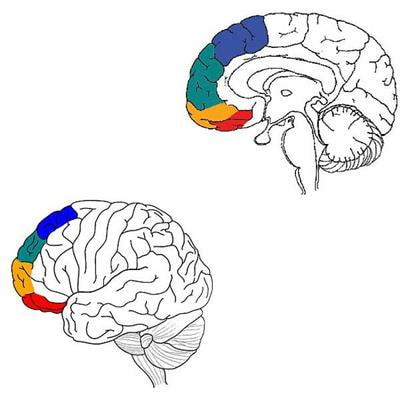 Cover image for research topic "The Four Streams of the Prefrontal Cortex"