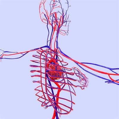 Cover image for research topic "Network Physiology, Insights into the Cardiovascular System"