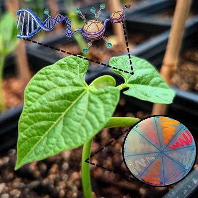 Cover image for research topic "Epigenetic Regulation Behind Plant-Microbe Interactions"
