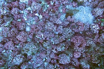Cover image for research topic "Coralline Algae: Past, Present, and Future Perspectives"