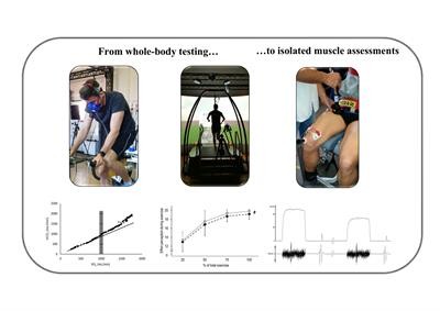 Cover image for research topic "Improving Exercise Testing Methods and Interpretation in Human Health and Diseases"