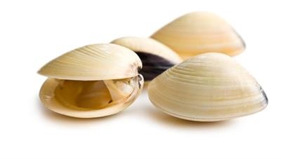 Cover image for research topic "Bivalve Molluscs: A Model for the Study of Primitive Immune System"