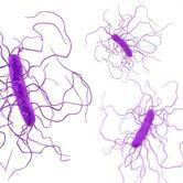 Cover image for research topic "Clostridium difficile Infections in the Asia-Pacific Region"