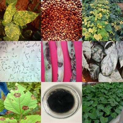 Cover image for research topic "Disease and Pest Resistance in Legume Crops"