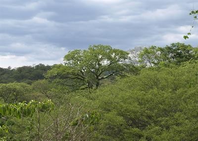 Cover image for research topic "Seasonally Dry Tropical Forests: New Insights for Their Knowledge and Conservation"