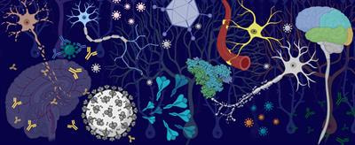 Cover image for research topic "CNS autoimmune disorders and COVID-19"
