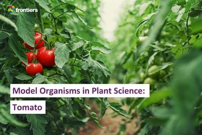Cover image for research topic "Model Organisms in Plant Science: Tomato"