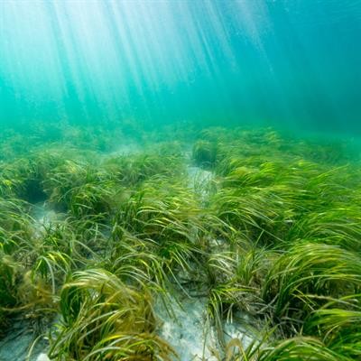 Cover image for research topic "Current Advances in Seagrass Research"