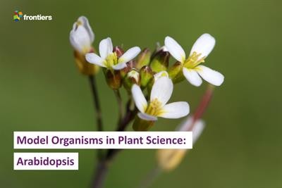 Cover image for research topic "Model Organisms in Plant Science: Arabidopsis thaliana"