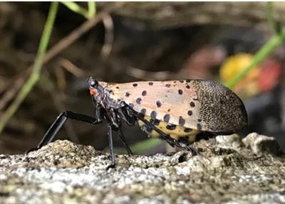 Cover image for research topic "Focus on Spotted Lanternfly"