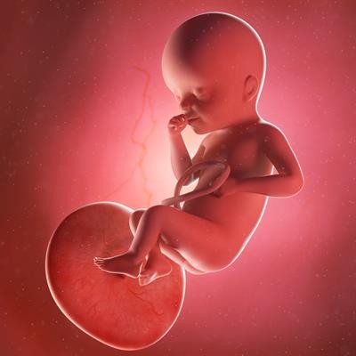 Cover image for research topic "Fetal Programming of Adult Cardiovascular Disease"