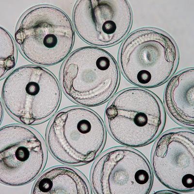 Cover image for research topic "Short- and long-term effects after the exposure of fish embryos to environmental levels of hazardous materials"