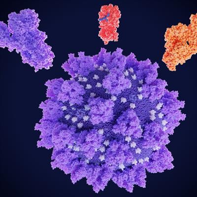 Cover image for research topic "Coronavirus: Broad-Spectrum Anti-viral Targets and Treatments"