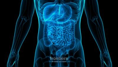 Cover image for research topic "Prognostic Biomarkers and Potential Clinical Applications in Gastrointestinal Cancer"