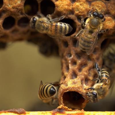 Cover image for research topic "Biotic and Abiotic Stresses on Honeybee Physiology and Colony Health"